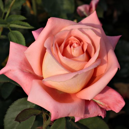 Rozenstruik - Webwinkel - theehybriden - oranje - Rosa Fortuna® - zacht geurende roos - Reimer Kordes - Oud ras, compacte en robuuste groeiwijze, geschikt als snijbloem.